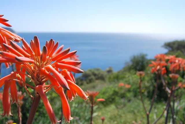 Rosas Costa Brava