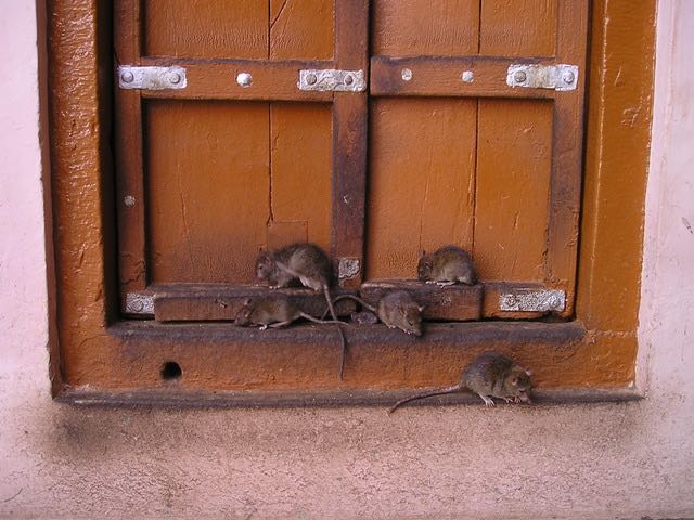 lutter contre les nuisible grâce à la dératisation